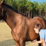 Actividades Veterinarias JGC persona tomando el pulso en el corazón de un caballo